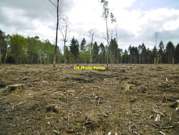 Photo 6"x4" Perrywood Ironshill Inclosure, clear fell Furzey Lodge c2015