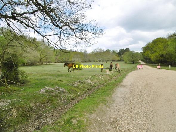 Photo 6"x4" Ladycross, ponies Balmerlawn c2015