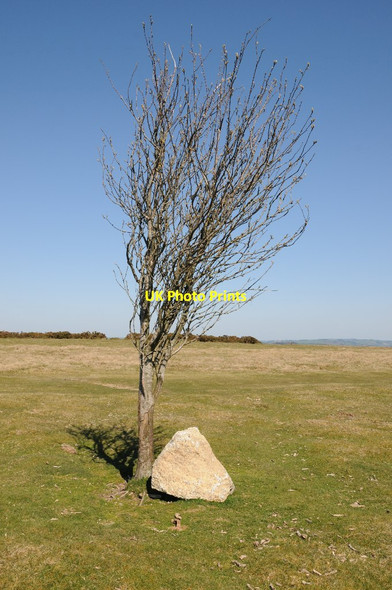 Photo 6"x4" Tree on Hergest Ridge Dolyhir c2015