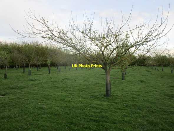 Photo 6"x4" Millennium Orchard Woodmansey c2015