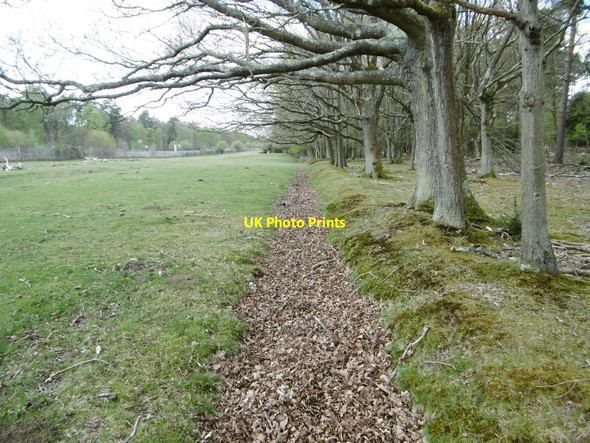 Photo 6"x4" Perrywood Haseley Inclosure, embankment & ditch Furzey Lodge c2015