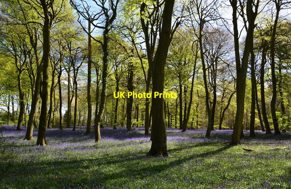 Photo 6"x4" Bluebells and beeches in Park Wood, Oxfordshire Huntercombe End c2015