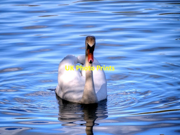 Photo 6"x4" Swan on Heaton Park Lake Prestwich c2015