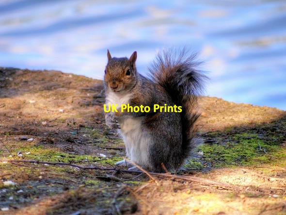 Photo 6"x4" Squirrel by the Boating Lake at Heaton Park Prestwich c2015