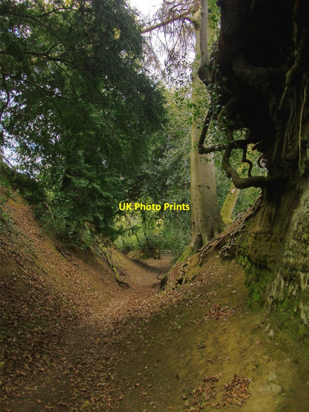 Photo 6"x4" Warren Lane, Albury (6): overhanging roots Albury\/TQ0547 c2015