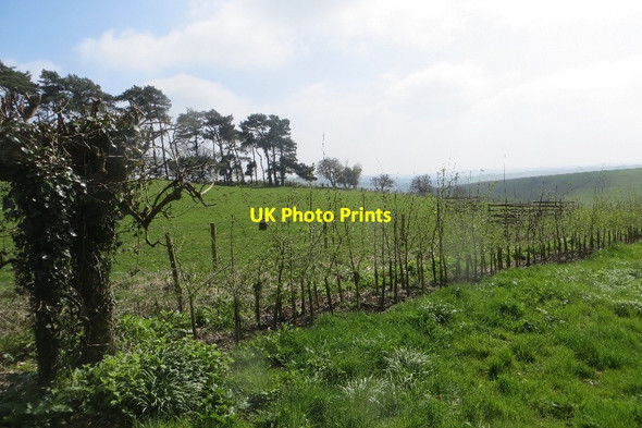 Photo 6"x4" New hedge, Seven Wells Down Stafford's Green c2015