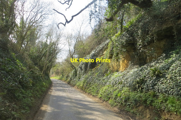 Photo 6"x4" Cutting, Poyntington Down Stafford's Green c2015