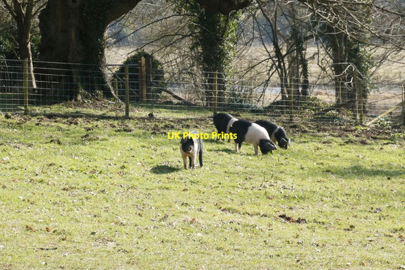 Photo 6"x4" Watching me go By Avington\/SU5332 c2015