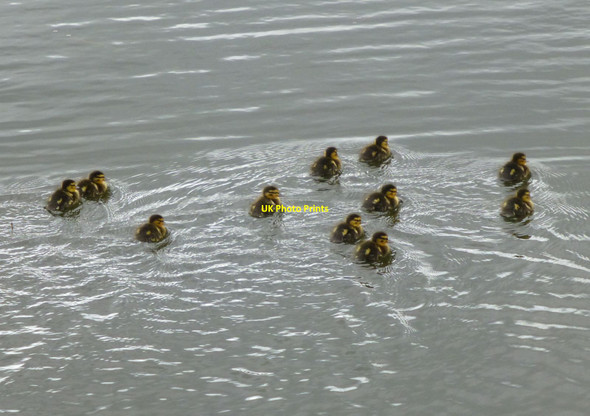 Photo 6"x4" A flotilla of ducklings Hepburn c2015