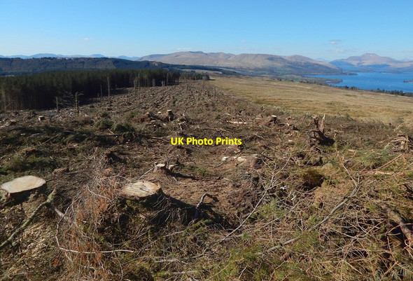 Photo 6"x4" Cleared north-eastern margin of woods Renton c2015