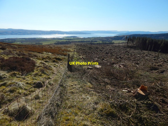 Photo 6"x4" Cleared south-eastern margin of woods Renton c2015