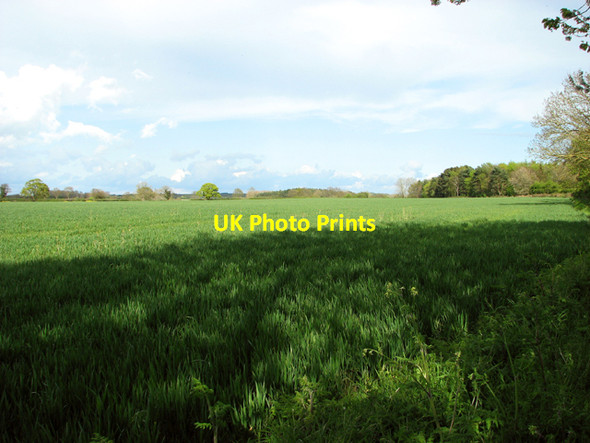 Photo 6"x4" Wheat crop field by The Hills Little Ryburgh c2015