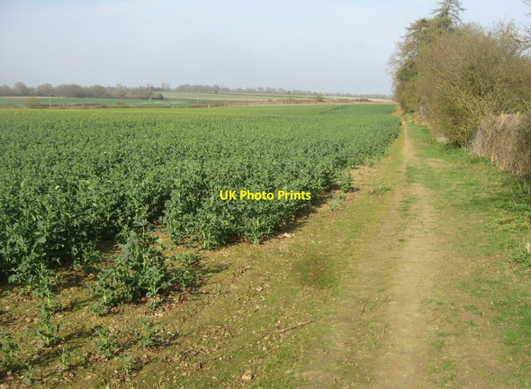 Photo 6"x4" Permissive path - St John's Field East Oakley c2015