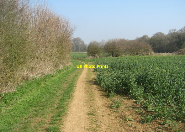 Photo 6"x4" Footpath by Hansfords Field (12 acres) East Oakley c2015