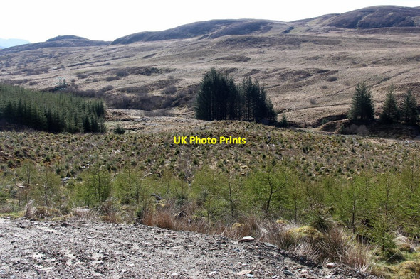Photo 6"x4" Re-planted forest by Abhainn Dubhan Goatfield c2015