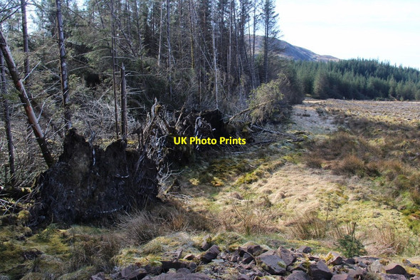 Photo 6"x4" Toppled trees at the edge of clear-fell Crarae c2015