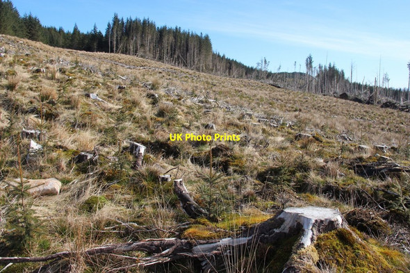 Photo 6"x4" Replanted clear-fell in the catchment of Abhainn Dubhan Goatfield c2015