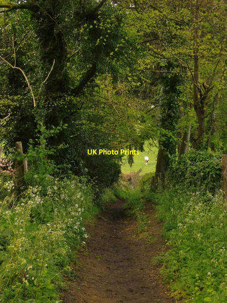 Photo 6"x4" Downhill towards Shere Shere c2015