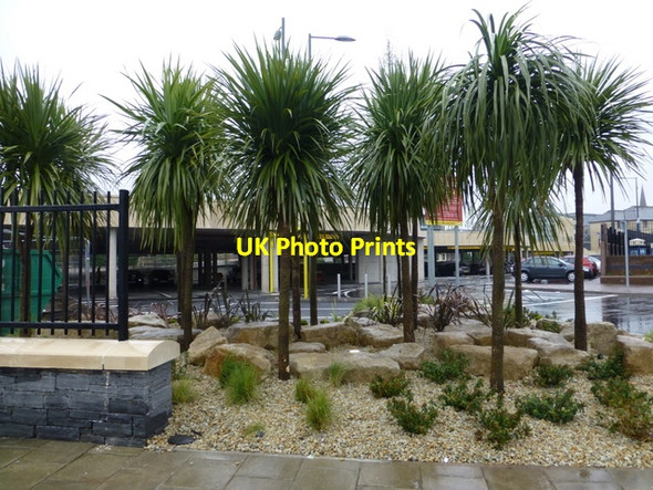 Photo 6"x4" Palm trees, Omagh Omagh c2015