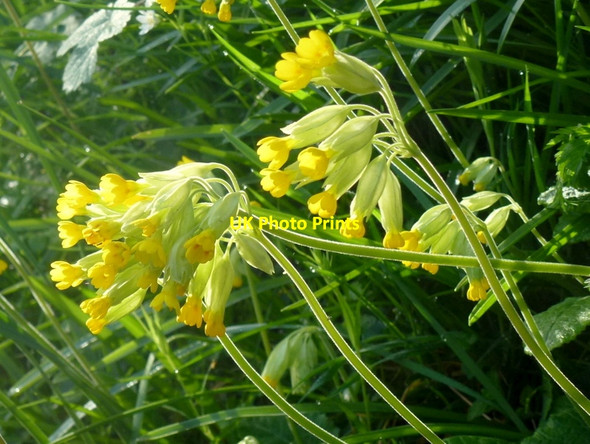 Photo 6"x4" Cowslips by the lane side, 1 Kilcot c2015