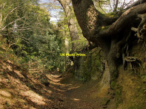 Photo 6"x4" Warren Lane, Albury (3) Albury\/TQ0547 c2015