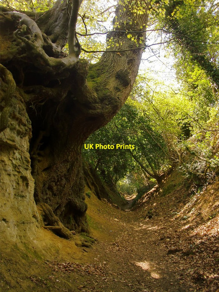 Photo 6"x4" Warren Lane, Albury (2) Albury\/TQ0547 c2015