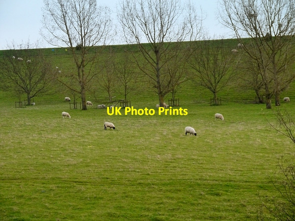 Photo 6"x4" Sheep Grazing on the Embankment of Queen Mother Reservoir Slough\/SU9979 c2015