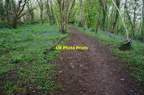 Photo 6"x4" Path in Leigham Wood Longbridge\/SX5157 c2015