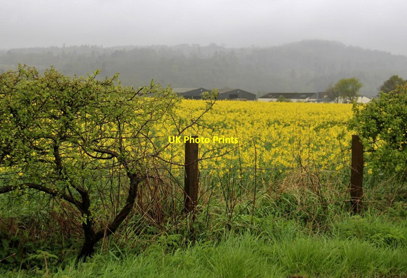 Photo 6"x4" Blooming oilseed rape at Cambusdrennie Cambusdrenny c2015