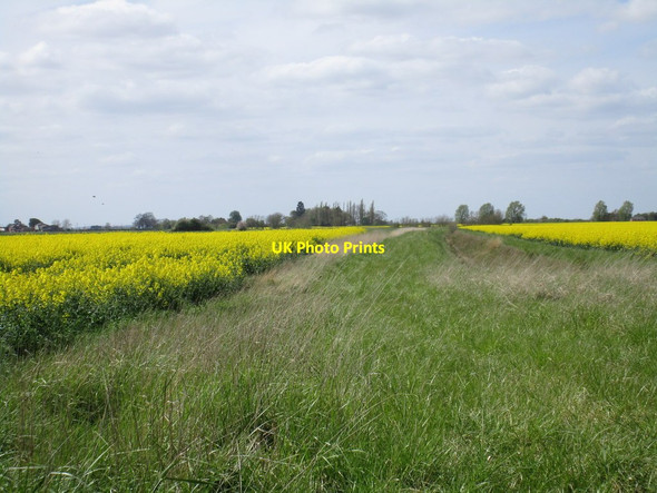 Photo 6"x4" Oilseed rape and drain Little Hale\/TF1441 c2015