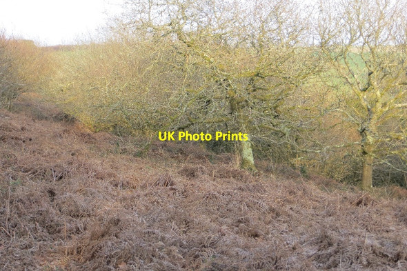 Photo 6"x4" Row Hill Coppice Batcombe\/ST6104 c2015