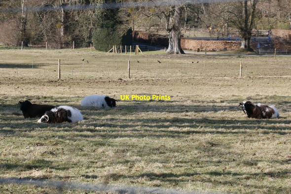 Photo 6"x4" Goats by the Road Avington\/SU5332 c2015