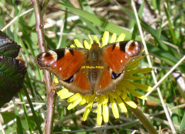 Photo 6"x4" Peacock Butterfly (Inachis io) Hepburn c2015