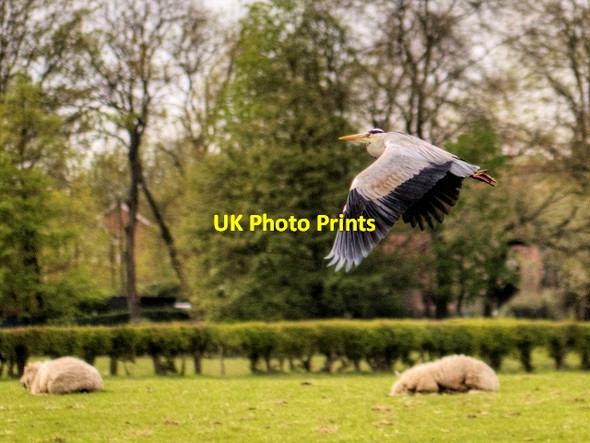 Photo 6"x4" Heron in Flight Radcliffe\/SD7807 c2015
