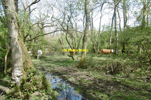 Photo 6"x4" Wootton. cattle Mead End\/SZ2698 c2015