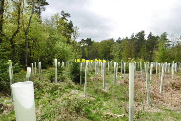 Photo 6"x4" Wootton Coppice Inclosure, tree tubes Wootton\/SZ2498 c2015