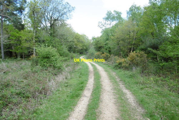 Photo 6"x4" Wootton Coppice Inclosure, forestry road Wootton\/SZ2498 c2015
