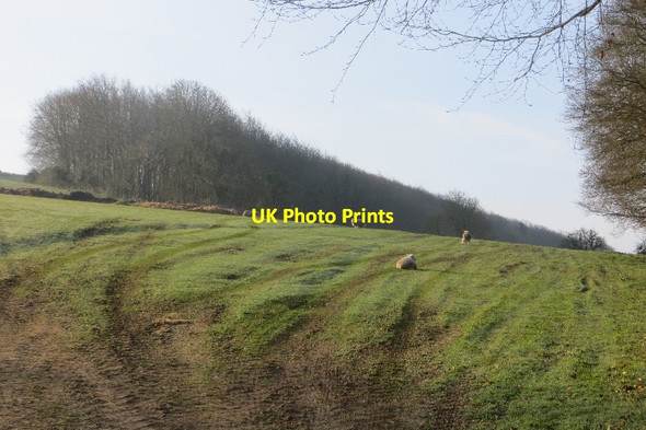 Photo 6"x4" Field, Wynford Eagle Wynford Eagle c2015