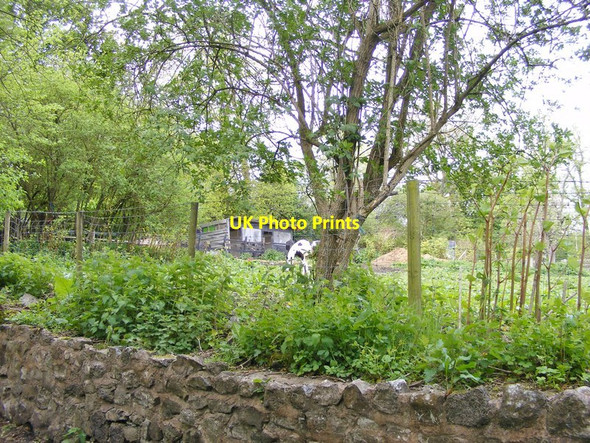 Photo 6"x4" Turls Hill Horse Sedgley c2015