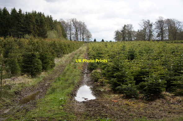 Photo 6"x4" Forestry on the Harburn House estate Harburn\/NT0461 c2015
