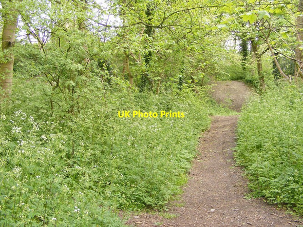 Photo 6"x4" Hursthill Wood Sedgley c2015