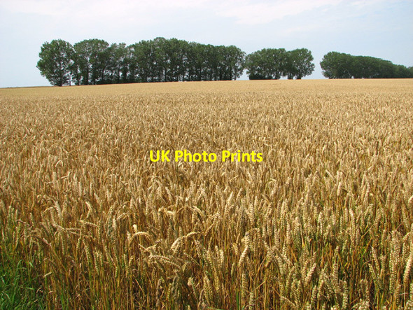 Photo 6"x4" Windbreak in crop field Brandiston c2014