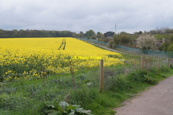 Photo 6"x4" Yellow again Kempshott c2014