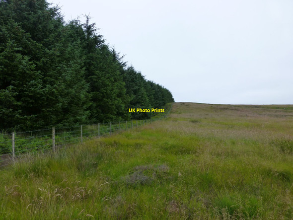 Photo 6"x4" Looking up the edge of the forest Healey Cote c2014