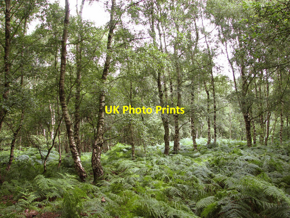 Photo 6"x4" Birch trees and bracken on Buxton Heath The Heath\/TG1821 c2014