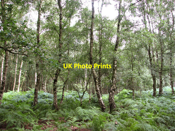 Photo 6"x4" Birches on the southern edge of Buxton Heath The Heath\/TG1821 c2014