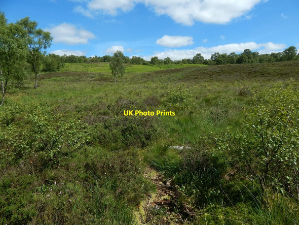Photo 6"x4" Beside the West Highland Way Milngavie c2014