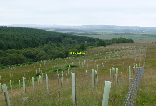 Photo 6"x4" New planting of mixed woodland North End\/NU1301 c2014