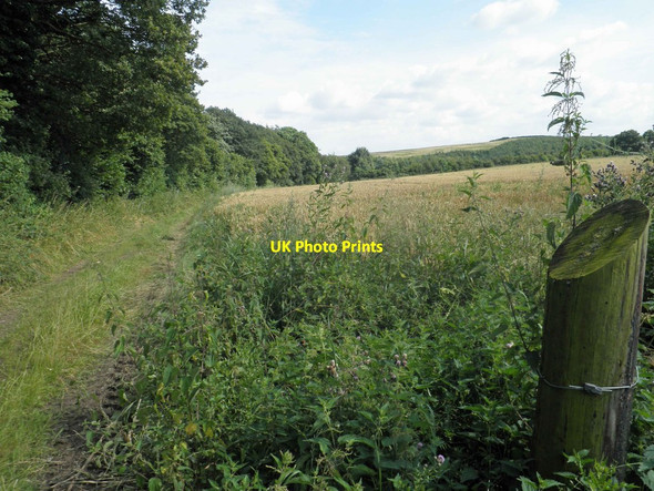 Photo 6"x4" Bridleway alongside Little Park wood Great Houghton\/SE4306 c2014