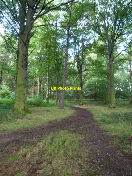 Photo 6"x4" Little Park wood near Great Houghton Great Houghton\/SE4306 c2014